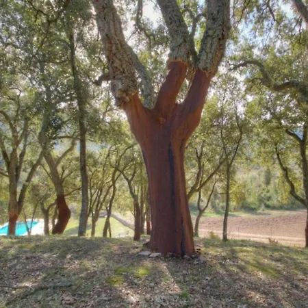 En Corse Avec Piscine Chauffee شقة *